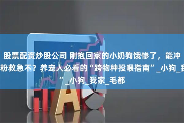 股票配资炒股公司 刚抱回家的小奶狗饿惨了，能冲点婴儿奶粉救急不？养宠人必看的“跨物种投喂指南”_小狗_我家_毛都